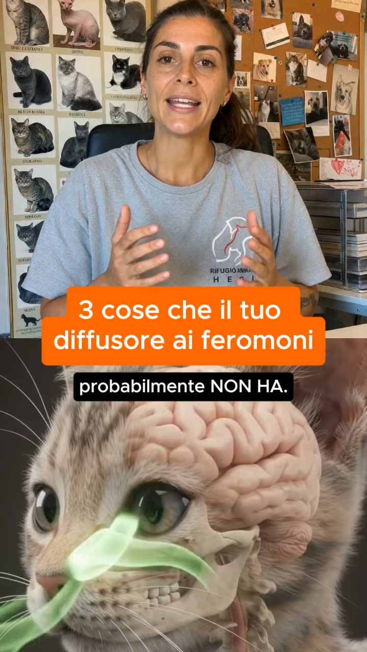 Aiuta il tuo gatto a vivere senza stress con Argopet.