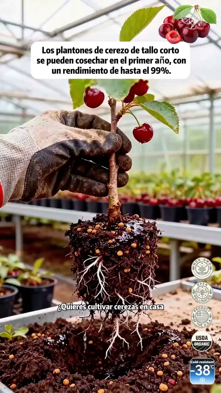 ¿Poco espacio en casa? Prueba las plántulas de cerezo gigante dulce sin semillas para maceta o jardín!