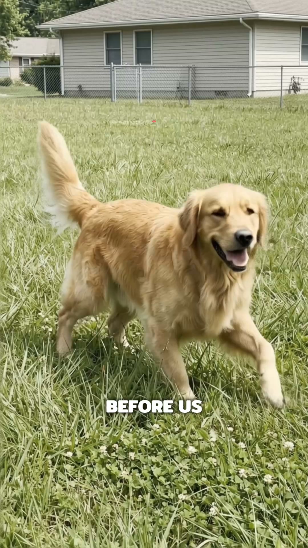 How Dog Trainers Handle Escape Artists