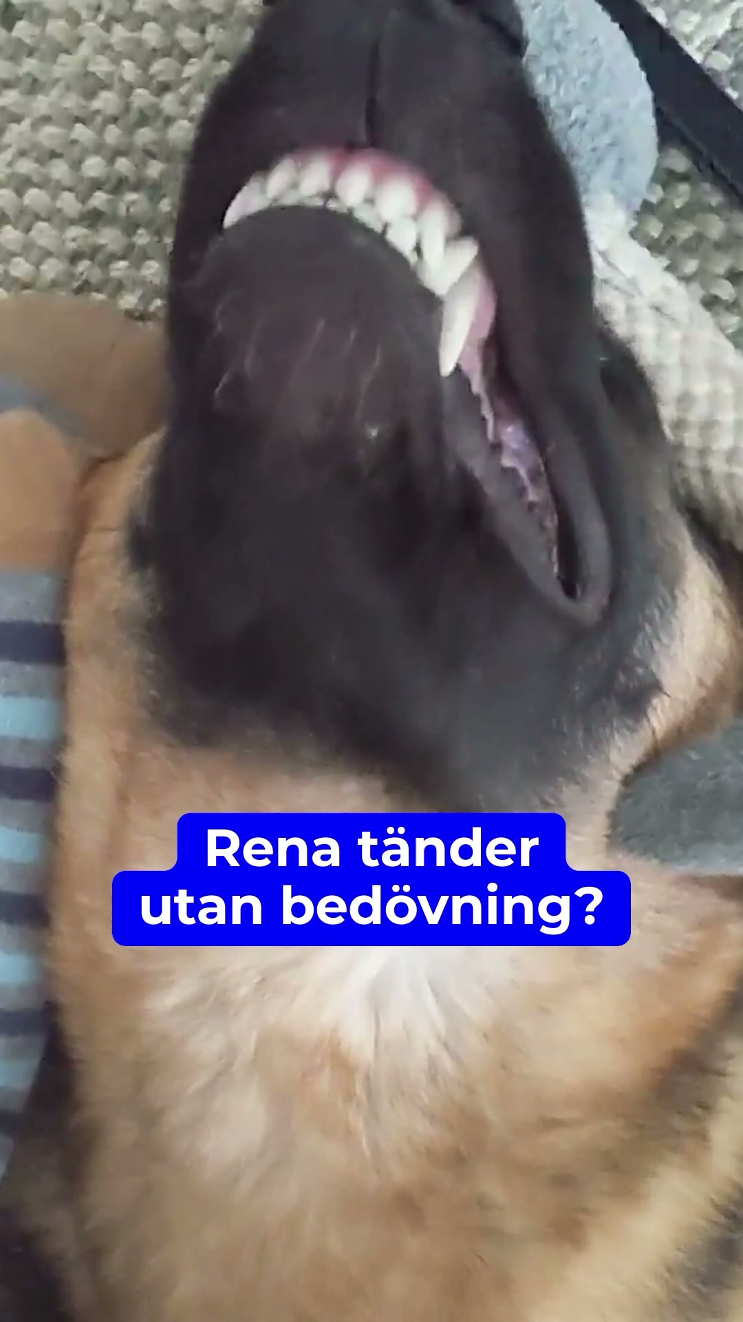 Är din hund för gammal för narkos? Denna naturliga lösning rengör tänderna utan risk.