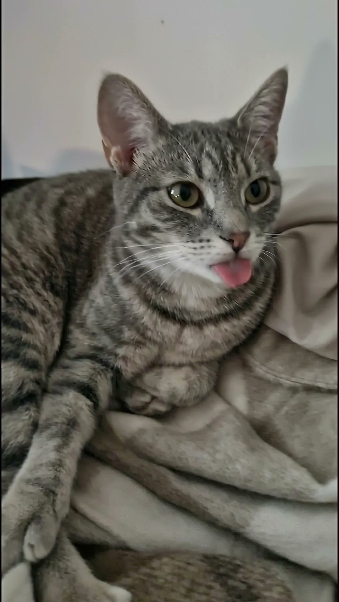 Sometimes My Cat Forgets to Put His Tongue Back In.