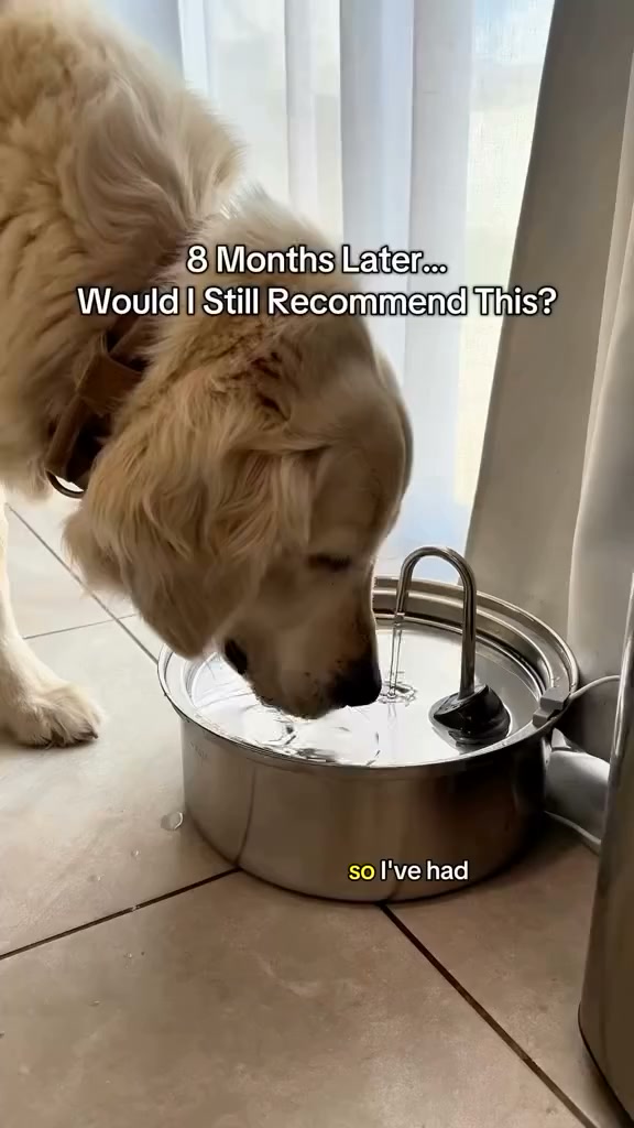 Your Pet's Bowl Is Breeding Bacteria. This Isn't.