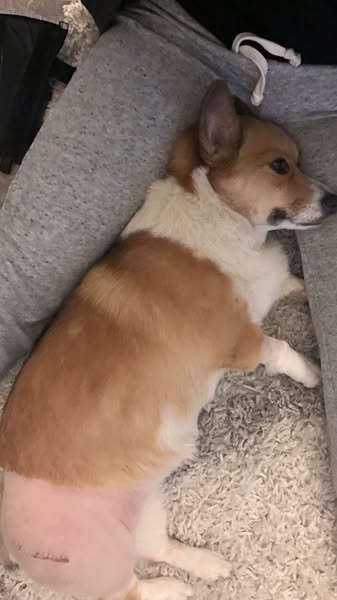 Your corgi's cute bunny hop is a warning sign.