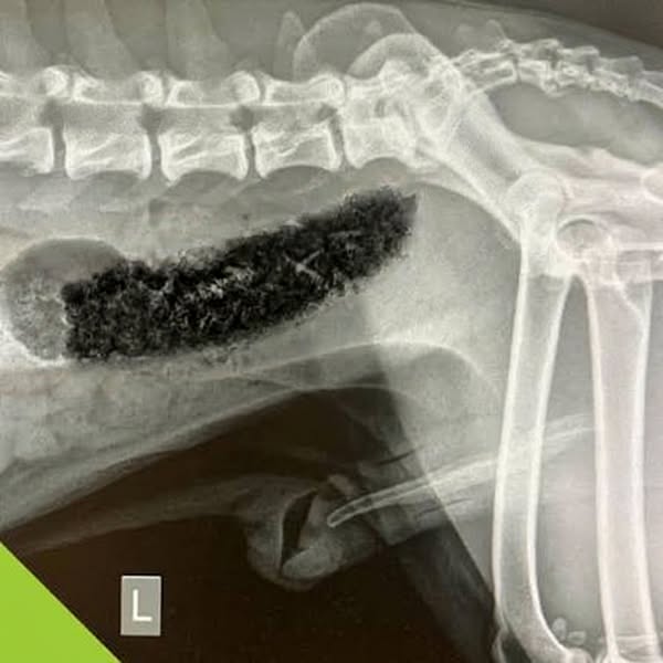 Your vet didn't tell you this about Apoquel