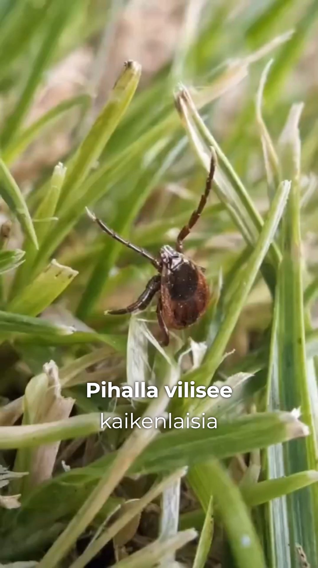 Kaksi yhden hinnalla – punkkisuoja