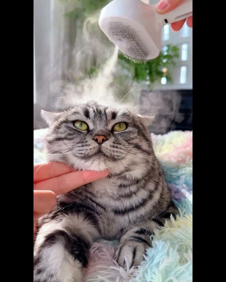 Le toilettage sans stress