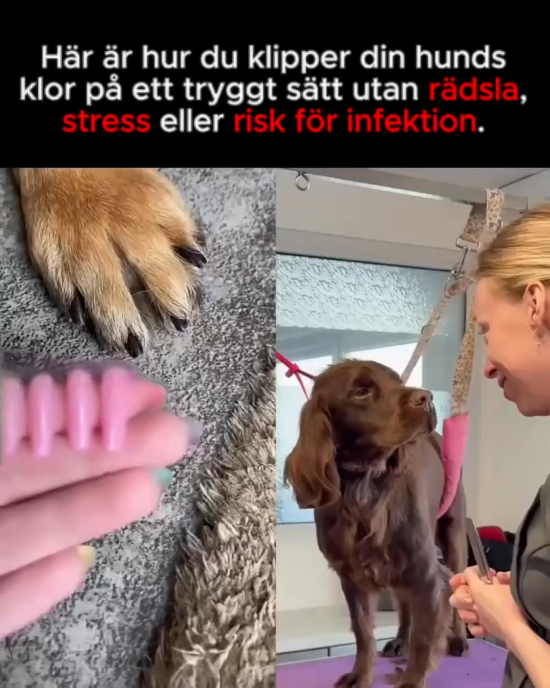 Stressfri klovård för din bästa vän!