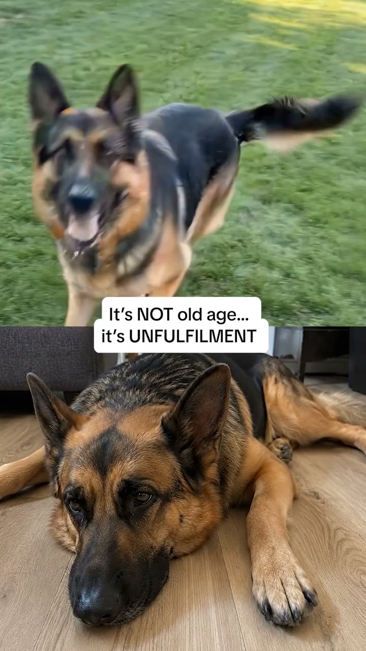 The One Thing Your Dog Actually Needs