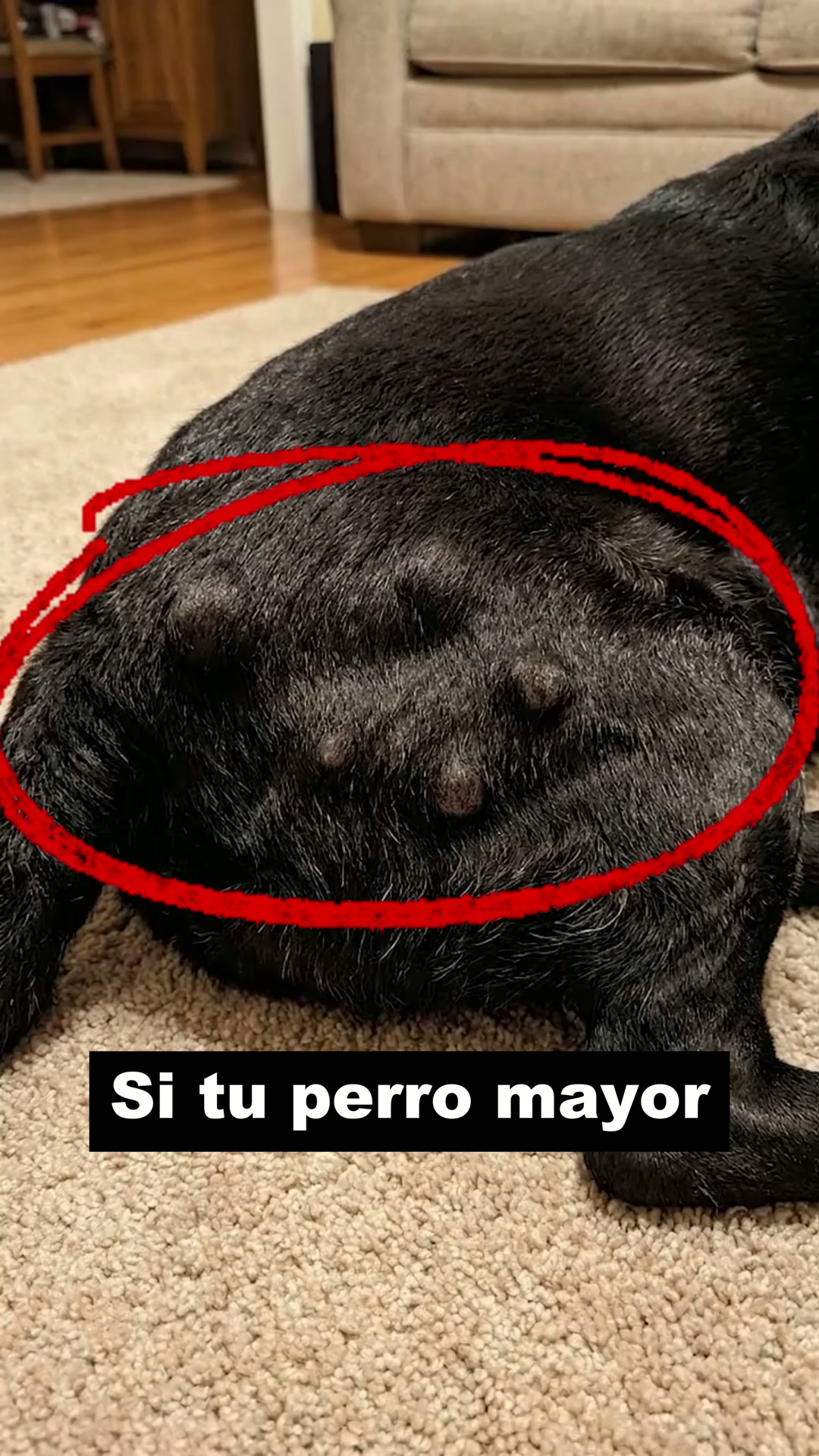 Envío GRATIS en 24/48h