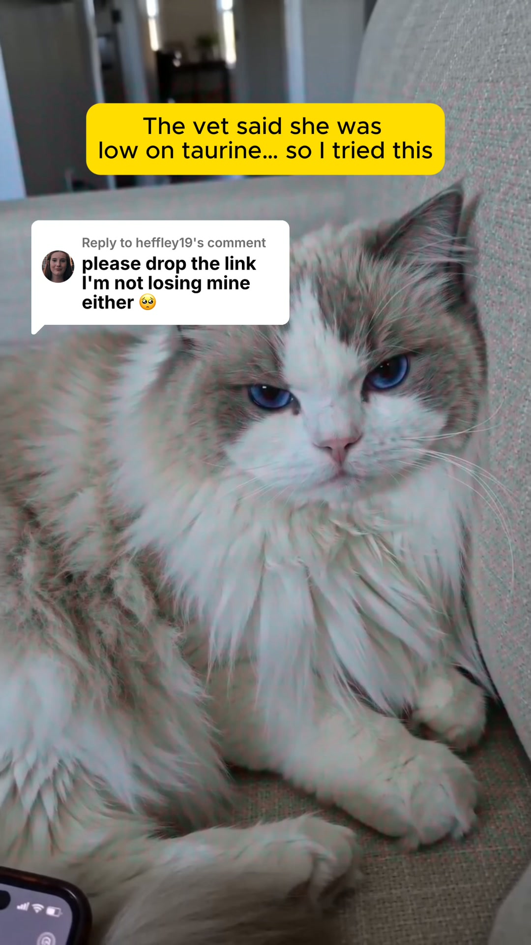 Every Test Came Back Normal. My Cat Was Dying Anyway.