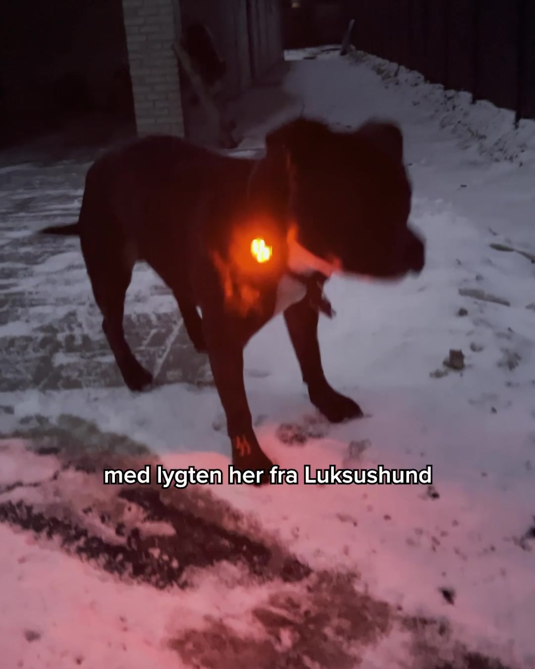 Aftenture Genopfundet: Se og bliv set med stil