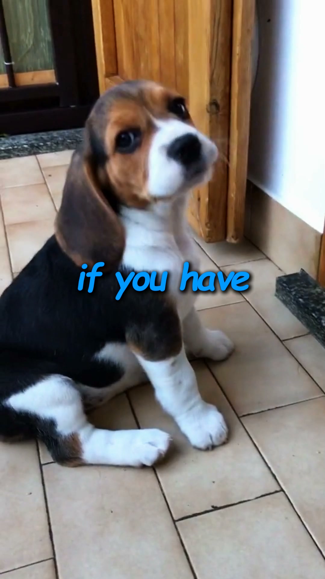 Your Dog Just Became A T-Rex. You're Welcome.