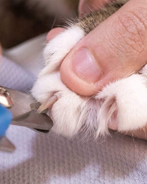 Kattenopvang onthult slimme nageltruc