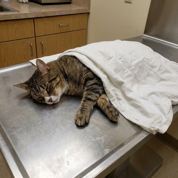I Fed Him the Most Expensive "Healthy" Food I Could Find. He Died of Heart Failure at 6