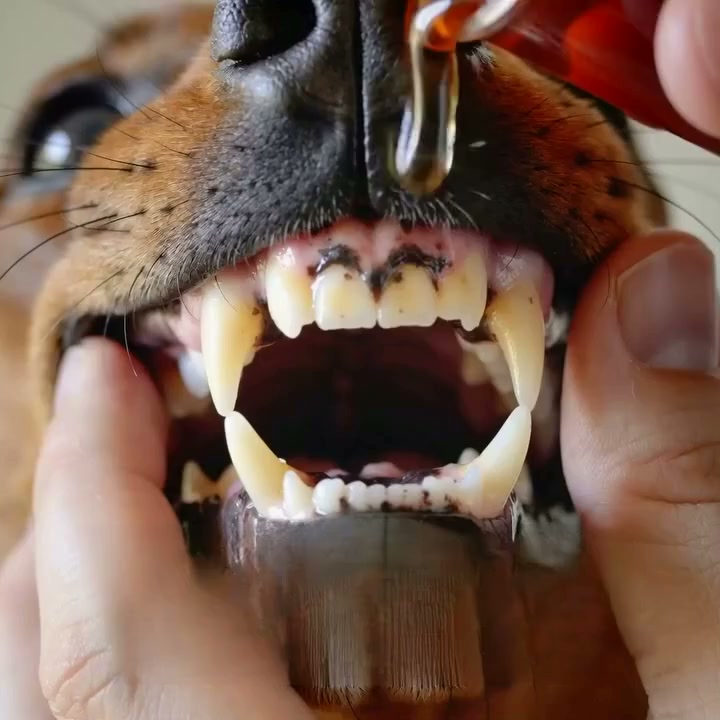 Rimuovi il tartaro — Comodea Dental