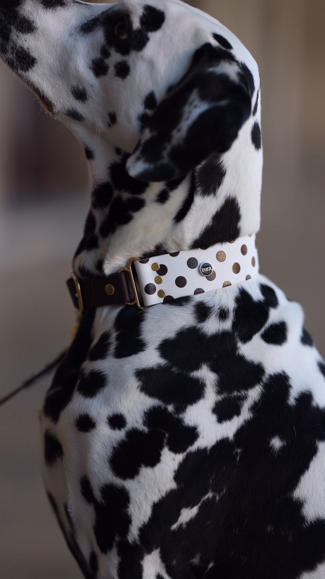 Kolekcja Polka Dogs | Darmowa dostawa od 49 zł