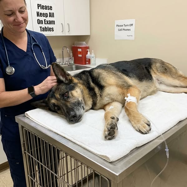 What vets aren’t telling you about your dog’s back legs