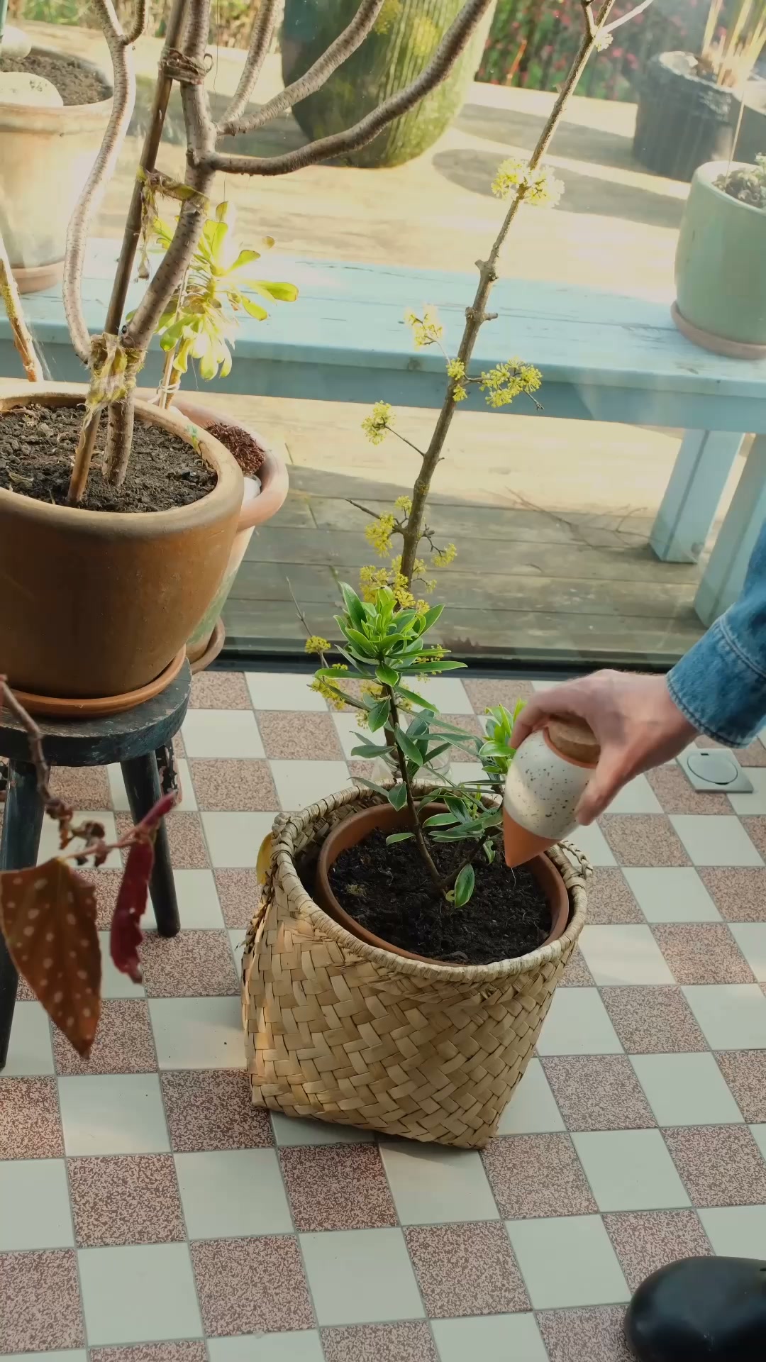 Les ollas hydratent vos plantes avec l'eau dont elles ont besoin quand elles en ont besoin