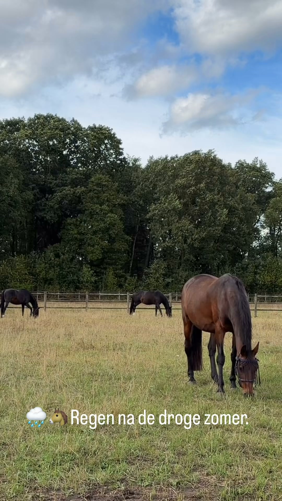 FeedingMaster – een natuurlijk voerritme, door weer en wind.