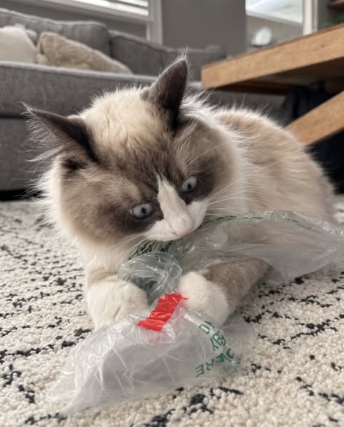Mi Novio Casi Muere. Pero Salvó a Nuestra Gata…