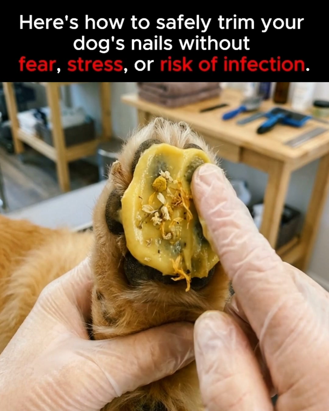 Stress-Free Nail Grooming for Your Dog!