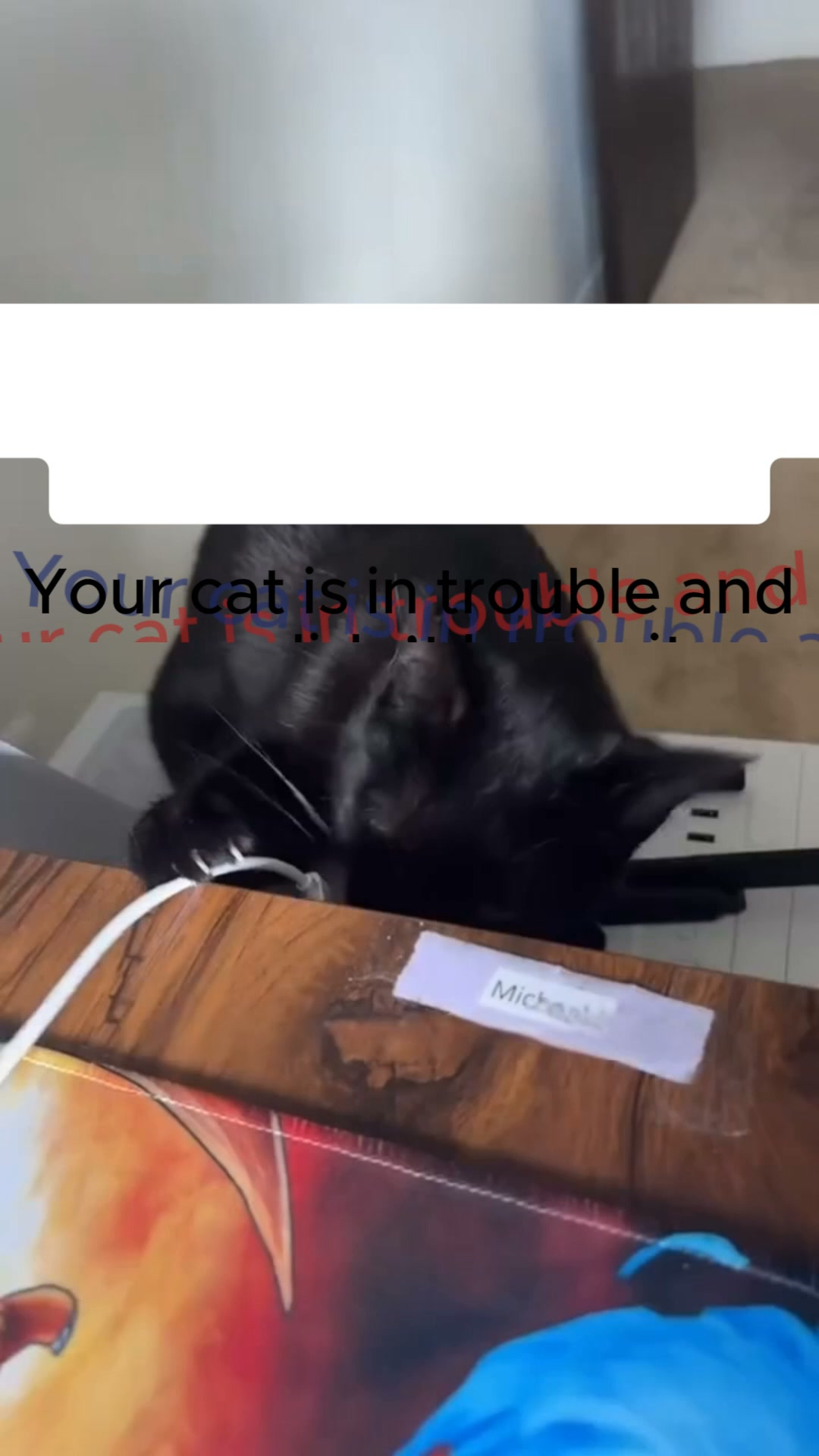 Give Your Cat the Care They Deserve