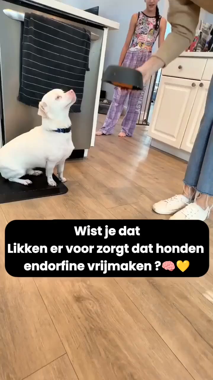 Een rustige, tevreden kat