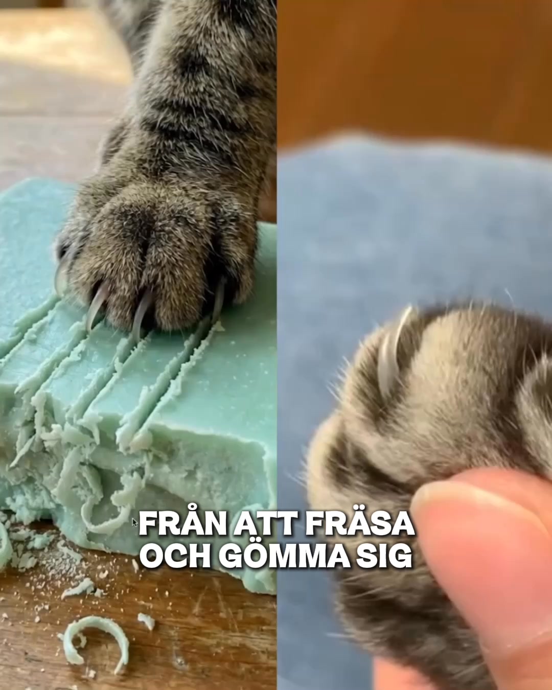 Stressfri klovård för din bästa vän!