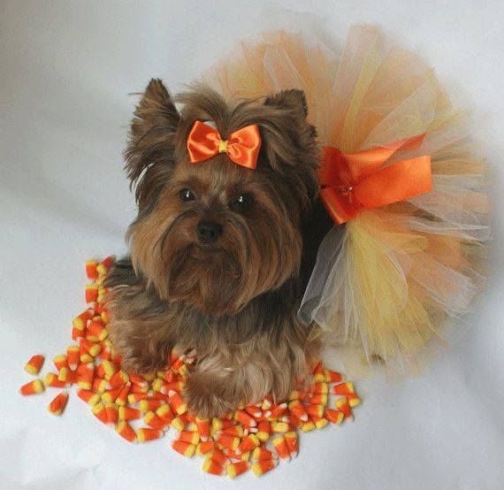 I thought my Yorkie ate chocolate. It was worse…