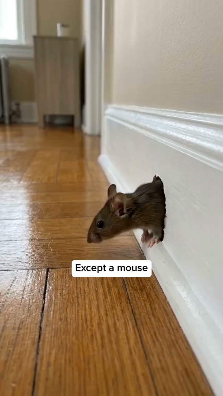 Every mouse solution failed. Except this..