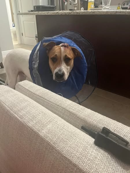 Read this if your dog wont stop scratching