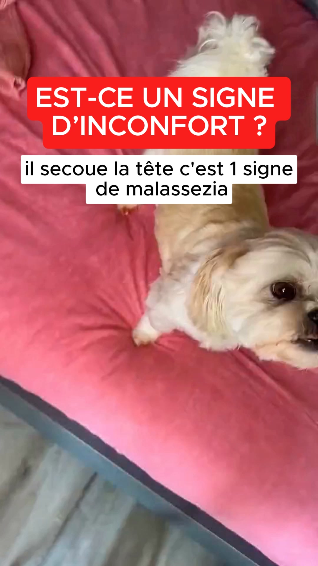 Aidez votre chien dès aujourd’hui