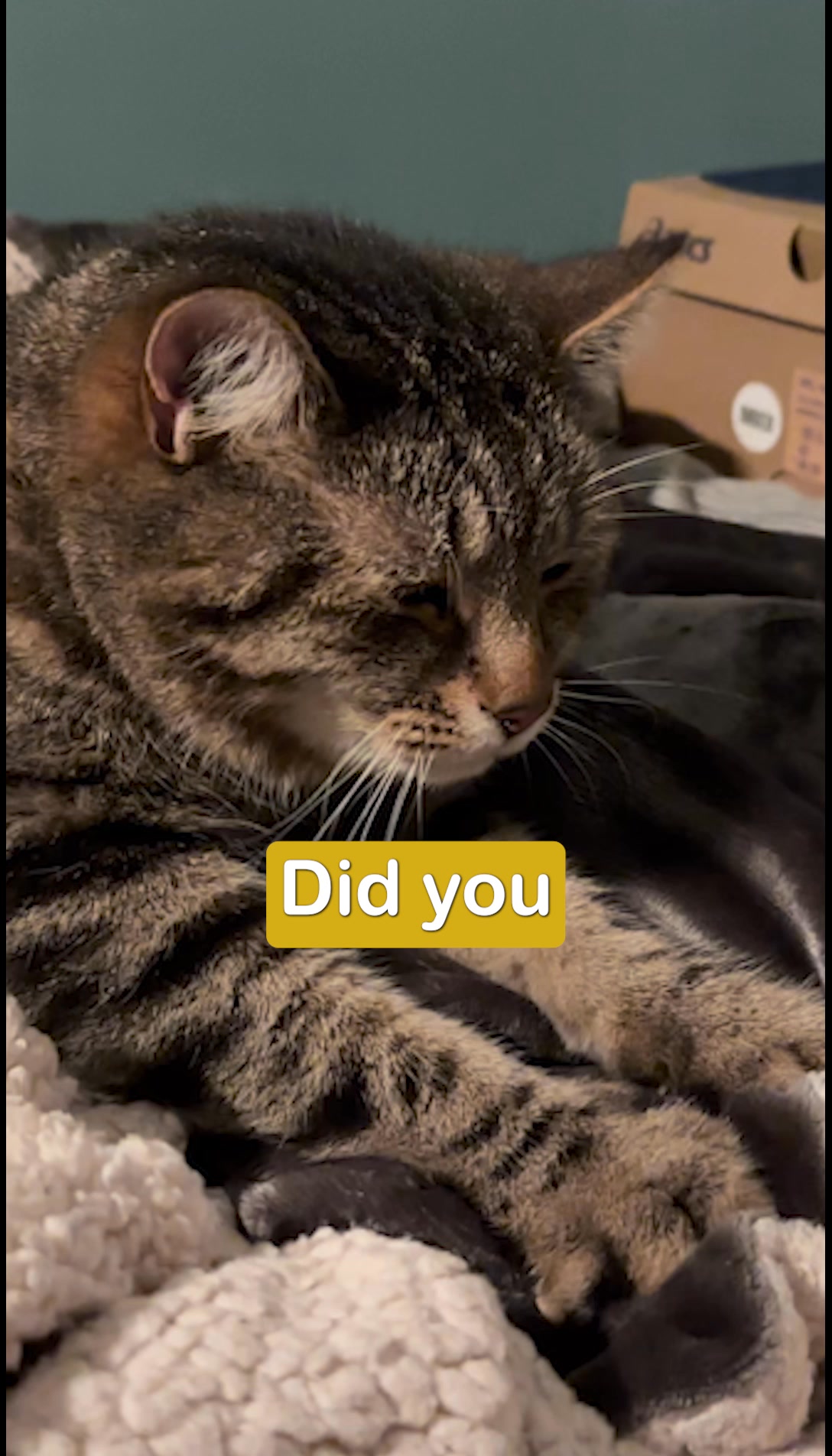 Premium Cat Kibble