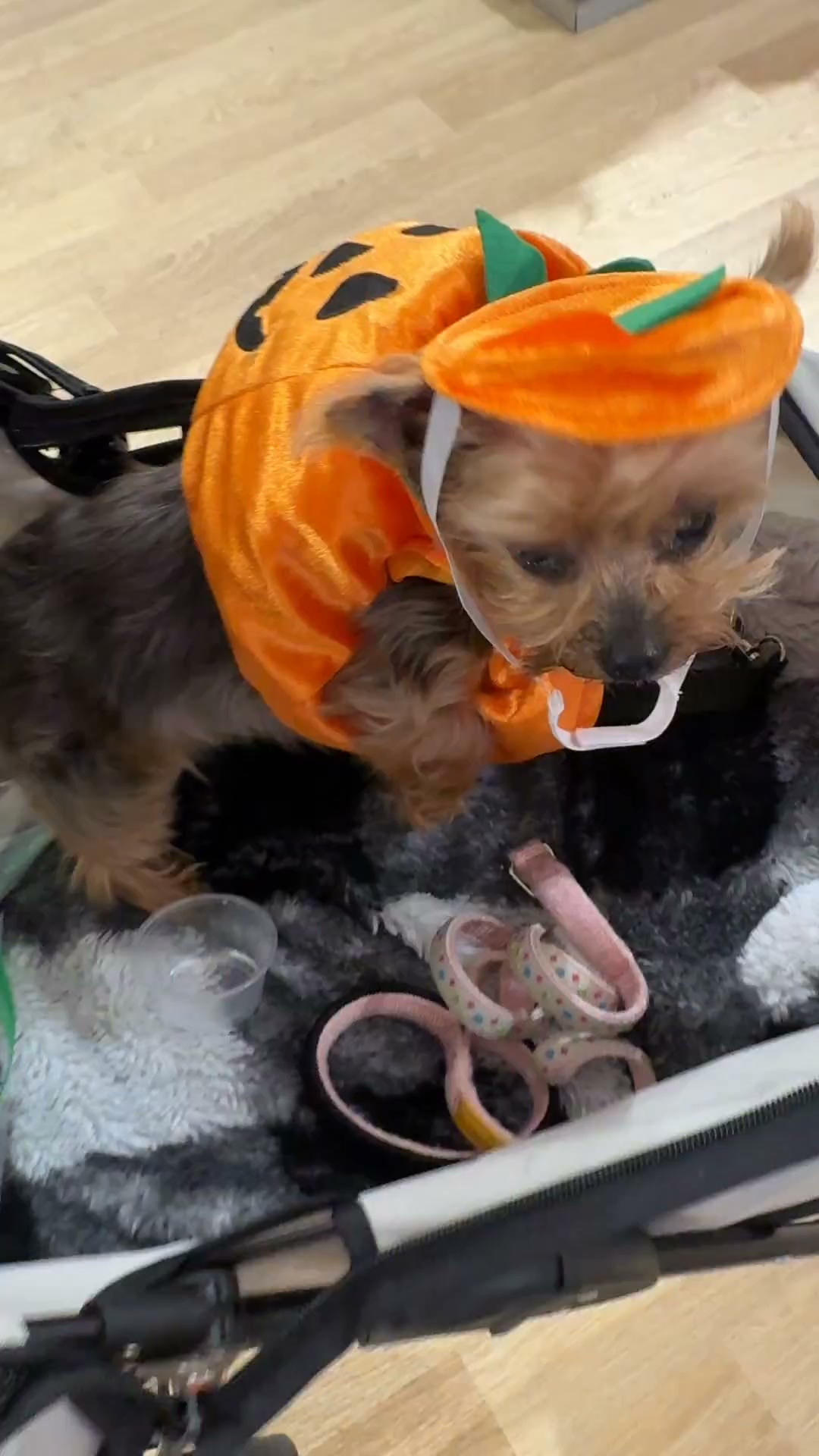 Halloween's coming. Is your Yorkie's airway ready?