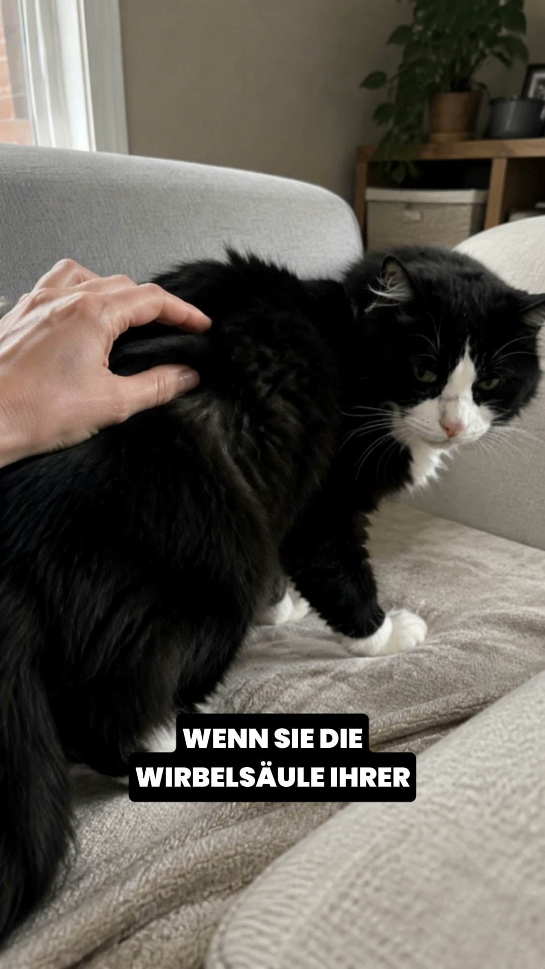Katzen Taurin hat alles gelöst