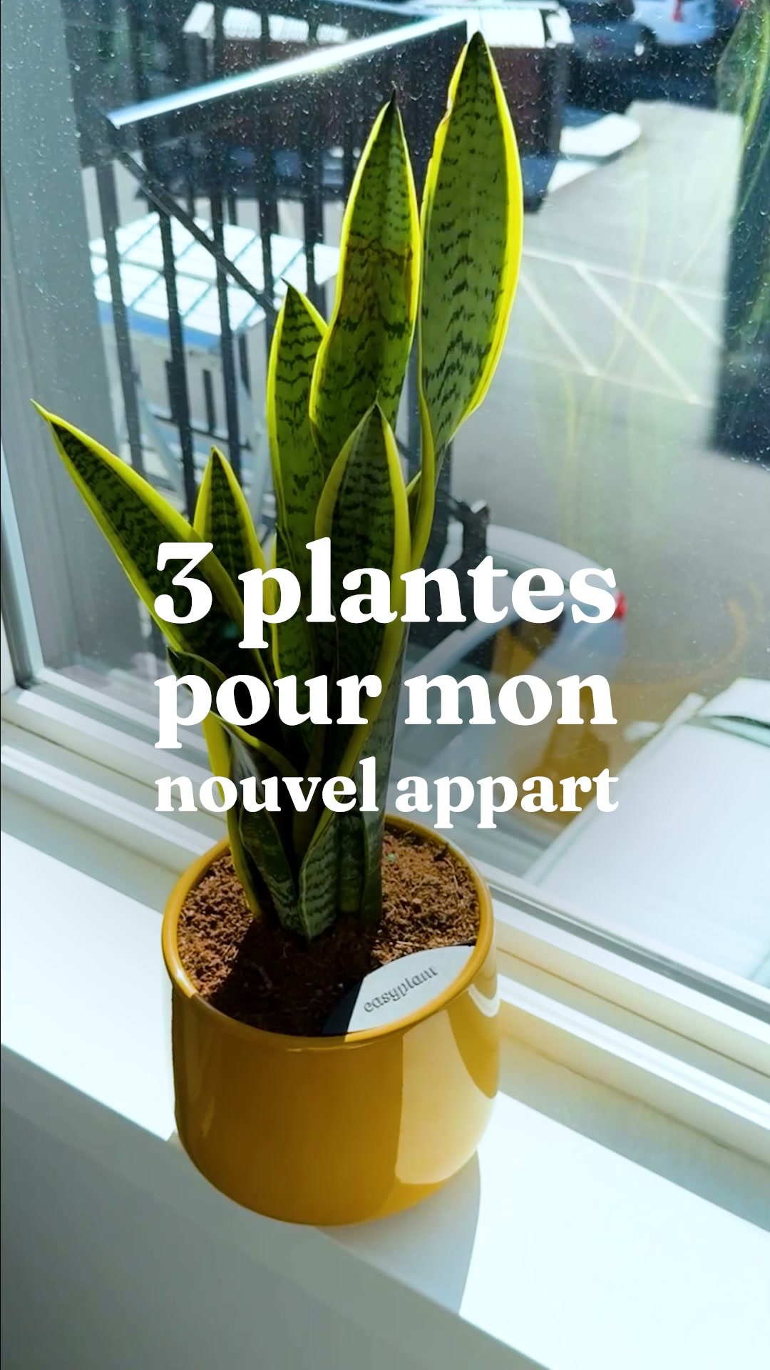 Des plantes qui s'arrosent toutes seules