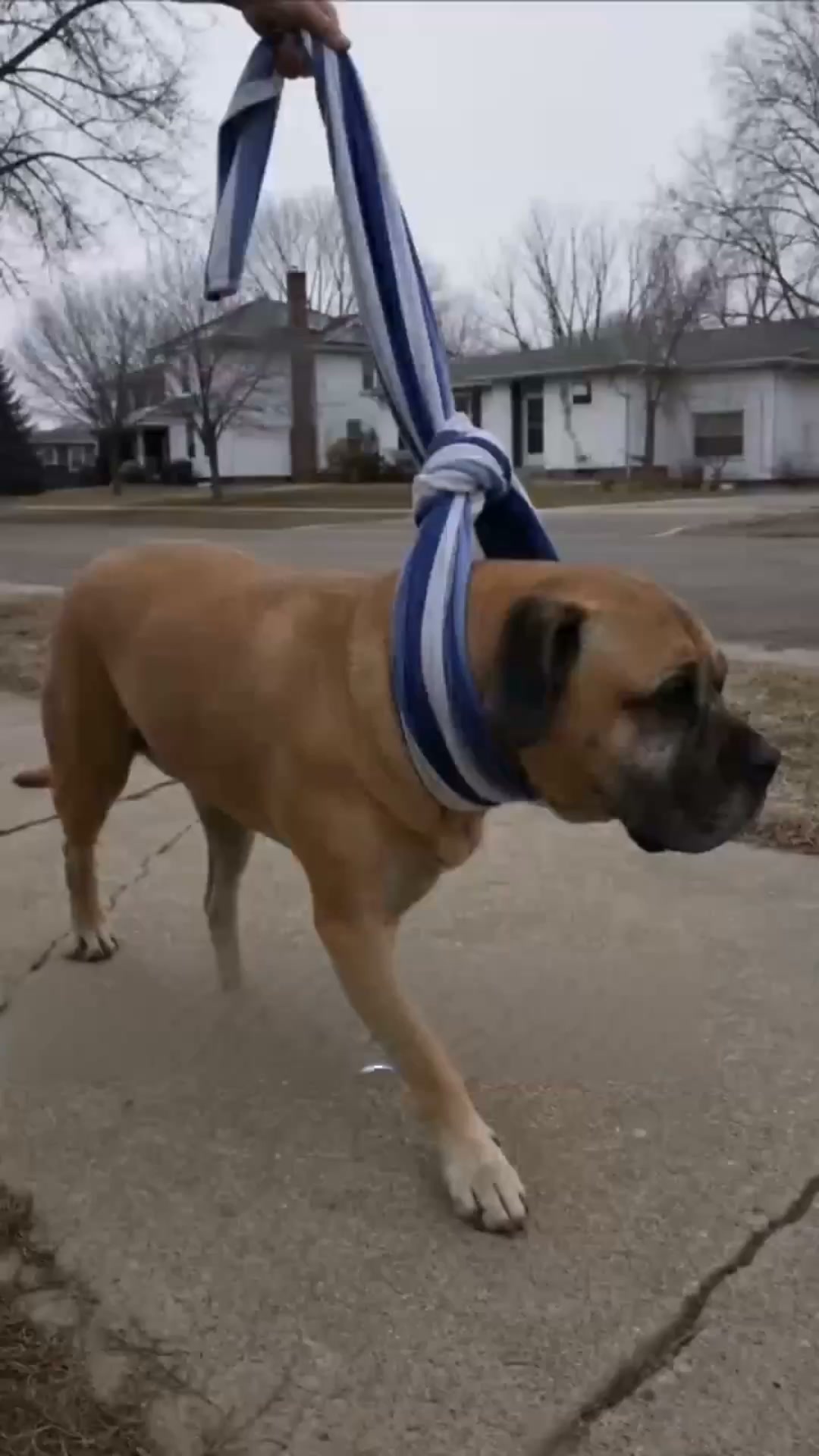 Le harnais anti-tirage qui redirige votre chien.