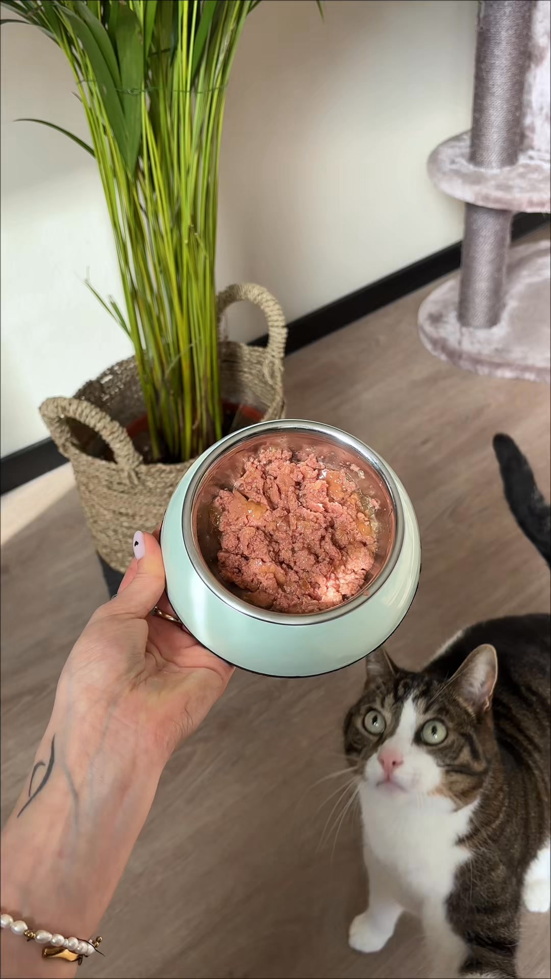 Vers & graanvrij kattenvoer