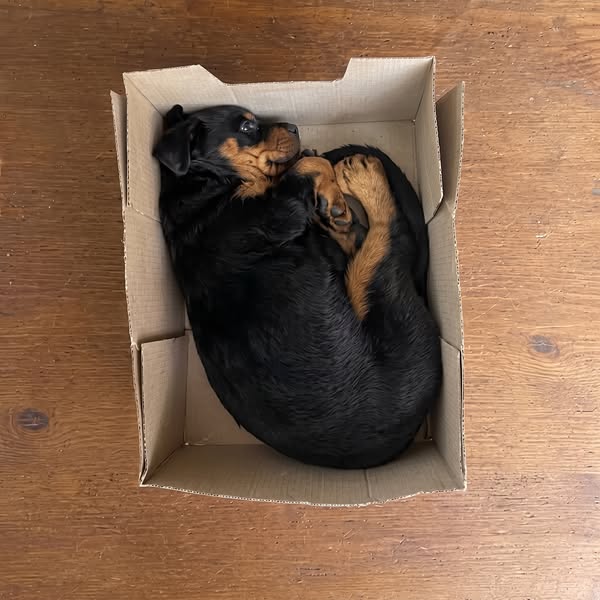 Wenn du einen Hund hast, lies BITTE das hier