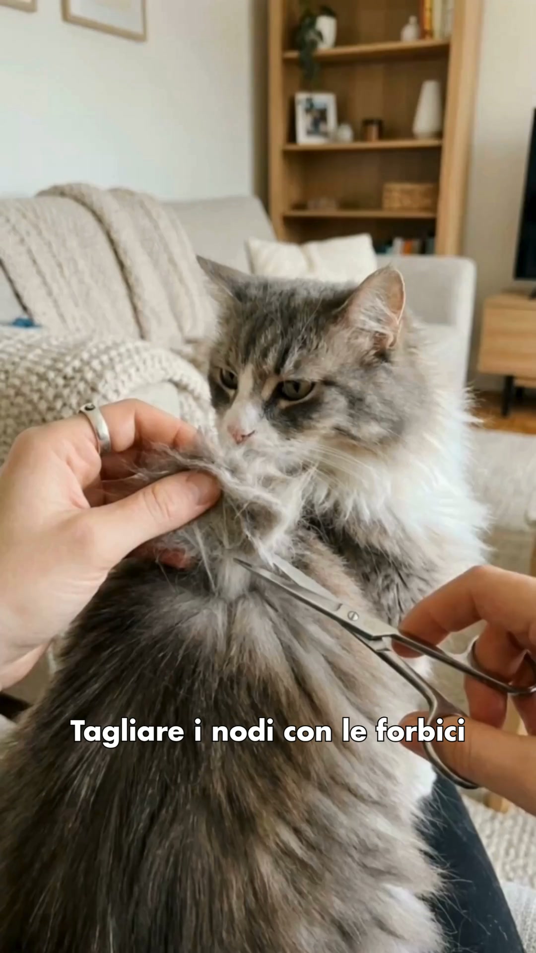 Basta forbici e strappi | Toelettatura sicura per gatti