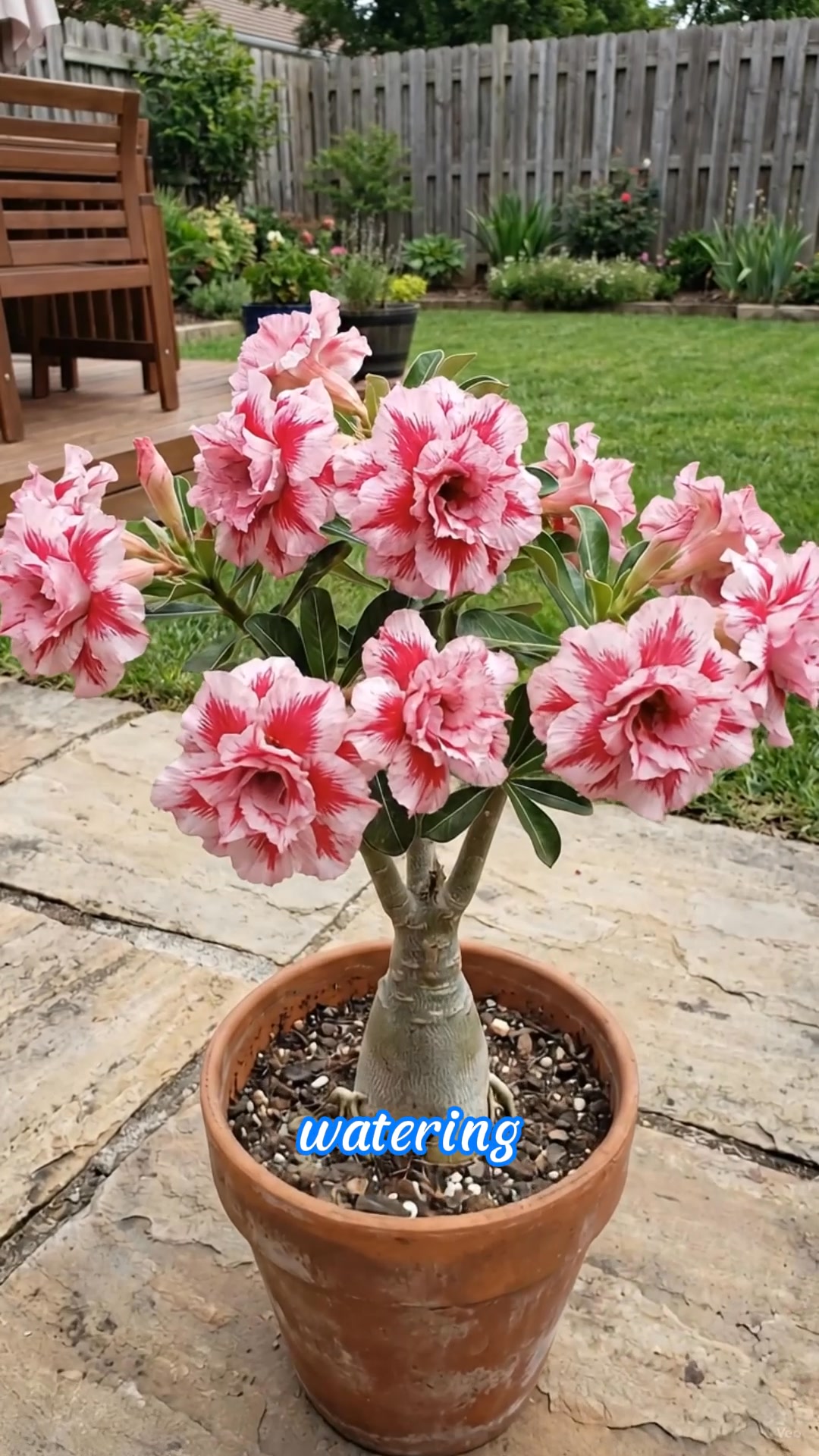 The Desert Rose Everyone Is Talking About