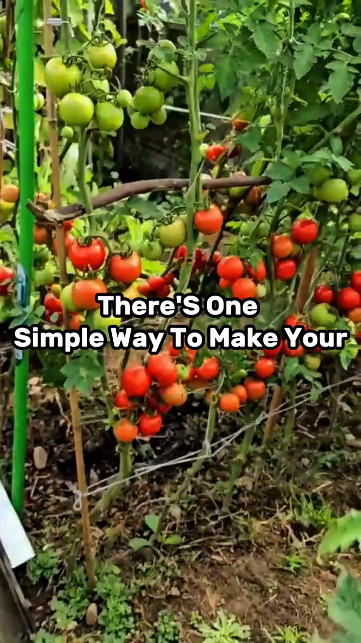 Pure Copper Power For Your Garden