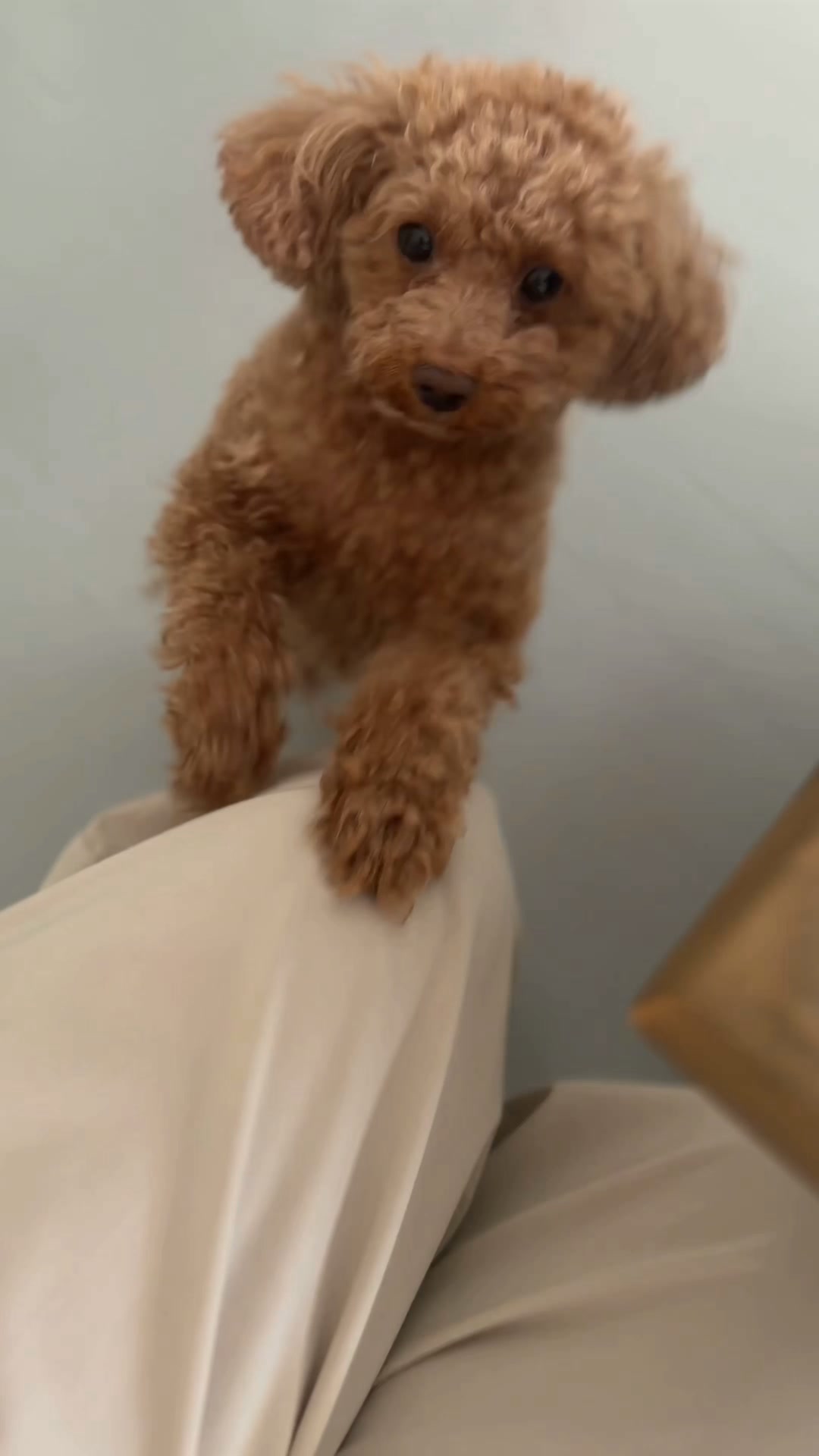 Un ratito de calma para ti y tu perro