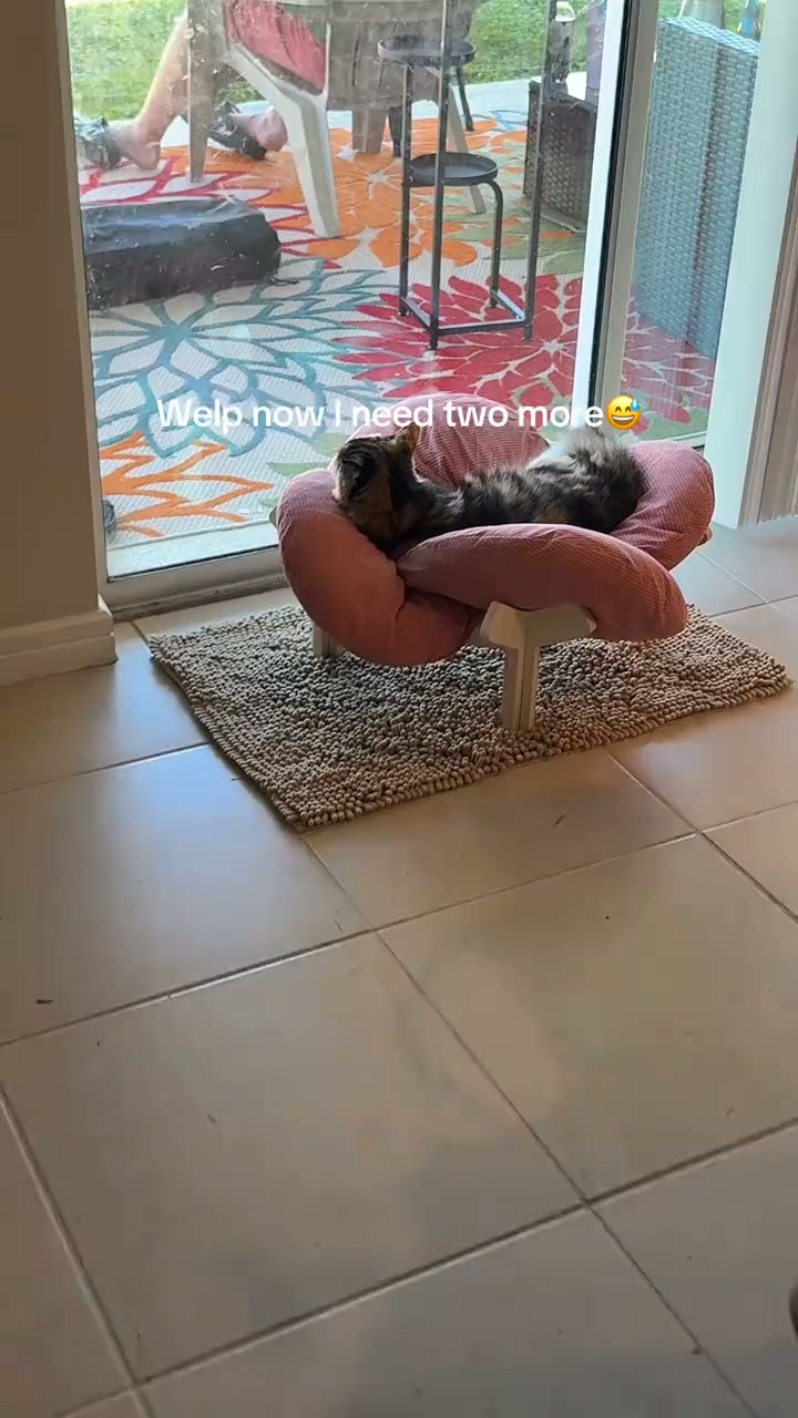 The Cat Bed That Actually Lasts (And Looks Good Doing It)