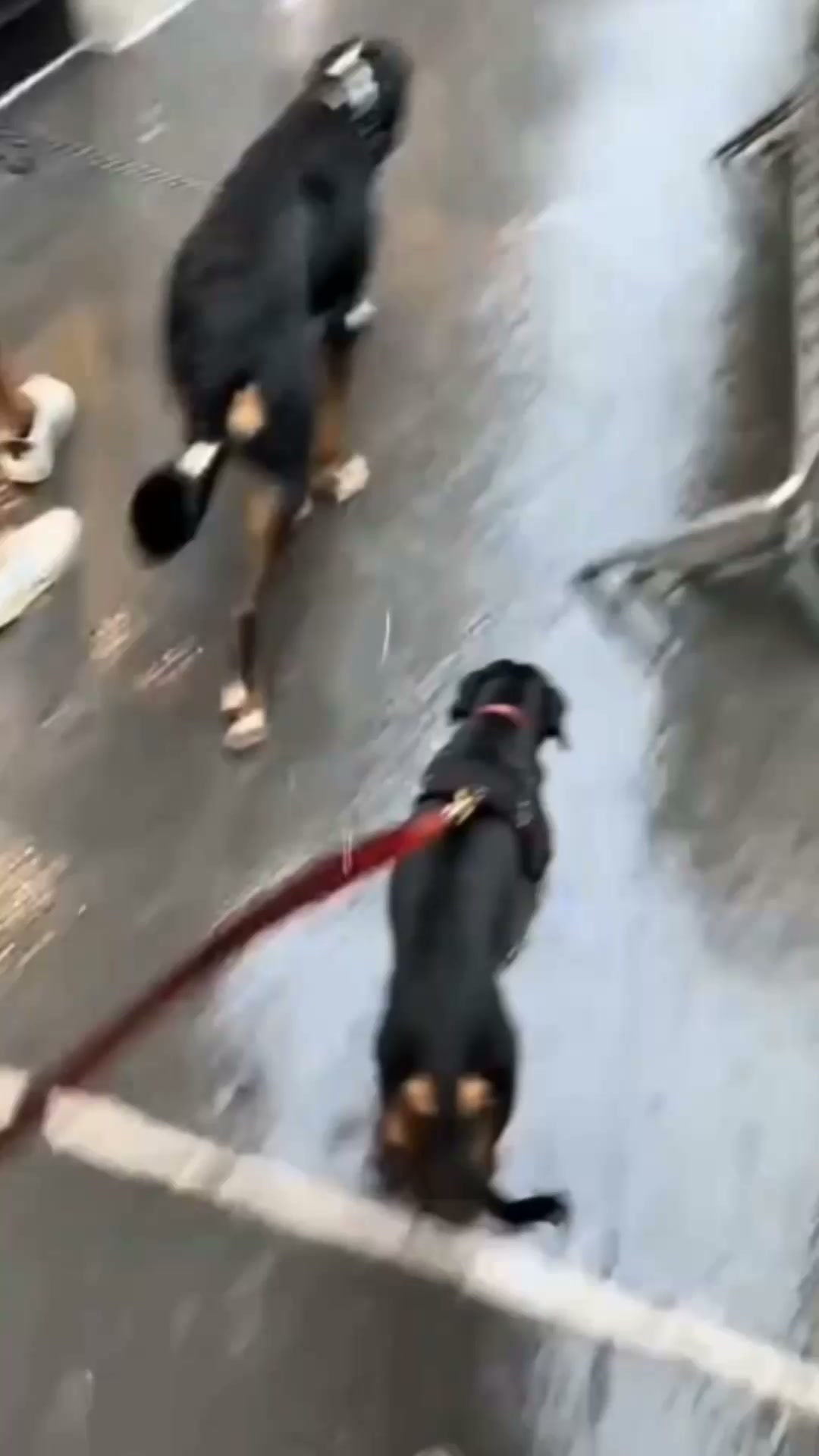 Inget väder stoppar er promenad