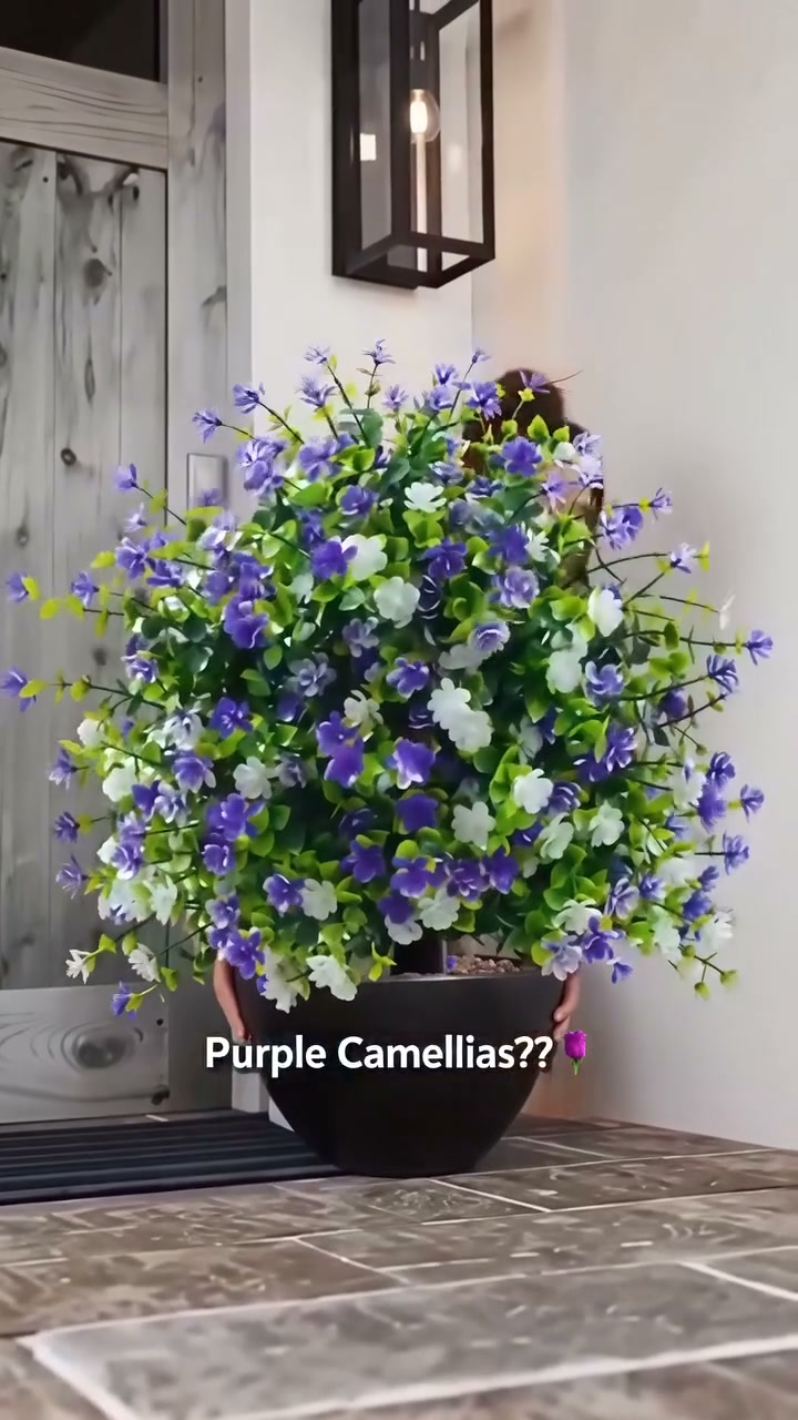 Anúncio de Elegantlittle shop