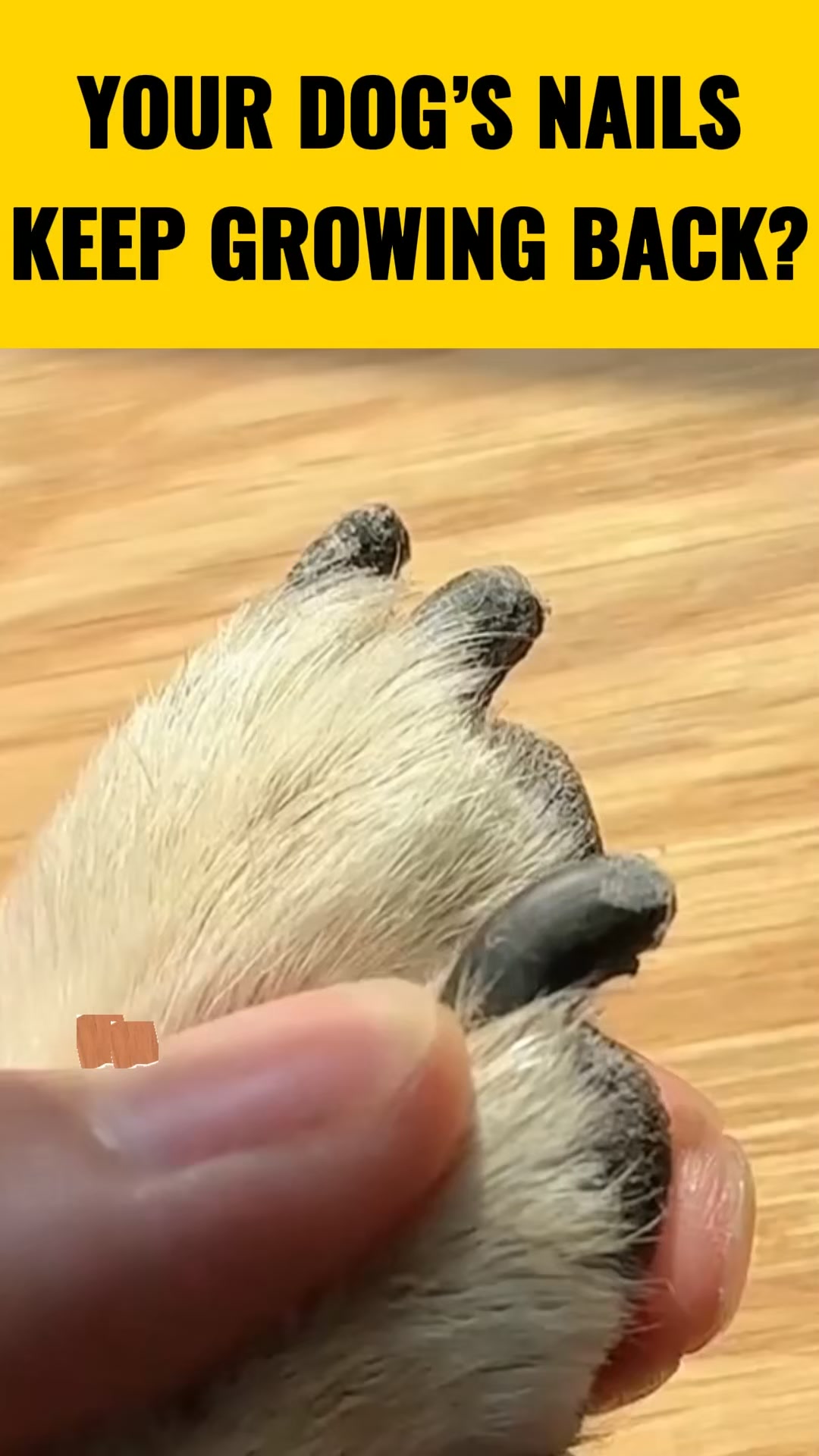 NailHero - See The Quick Before You Cut!
