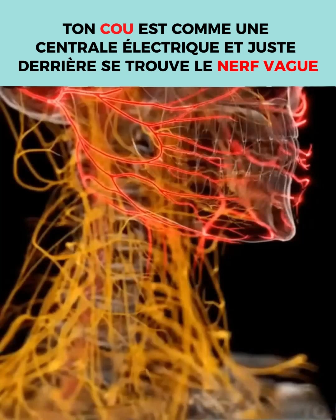 Pourquoi Vertiges, Tachycardie et Reflux Commencent Souvent dans le Cou