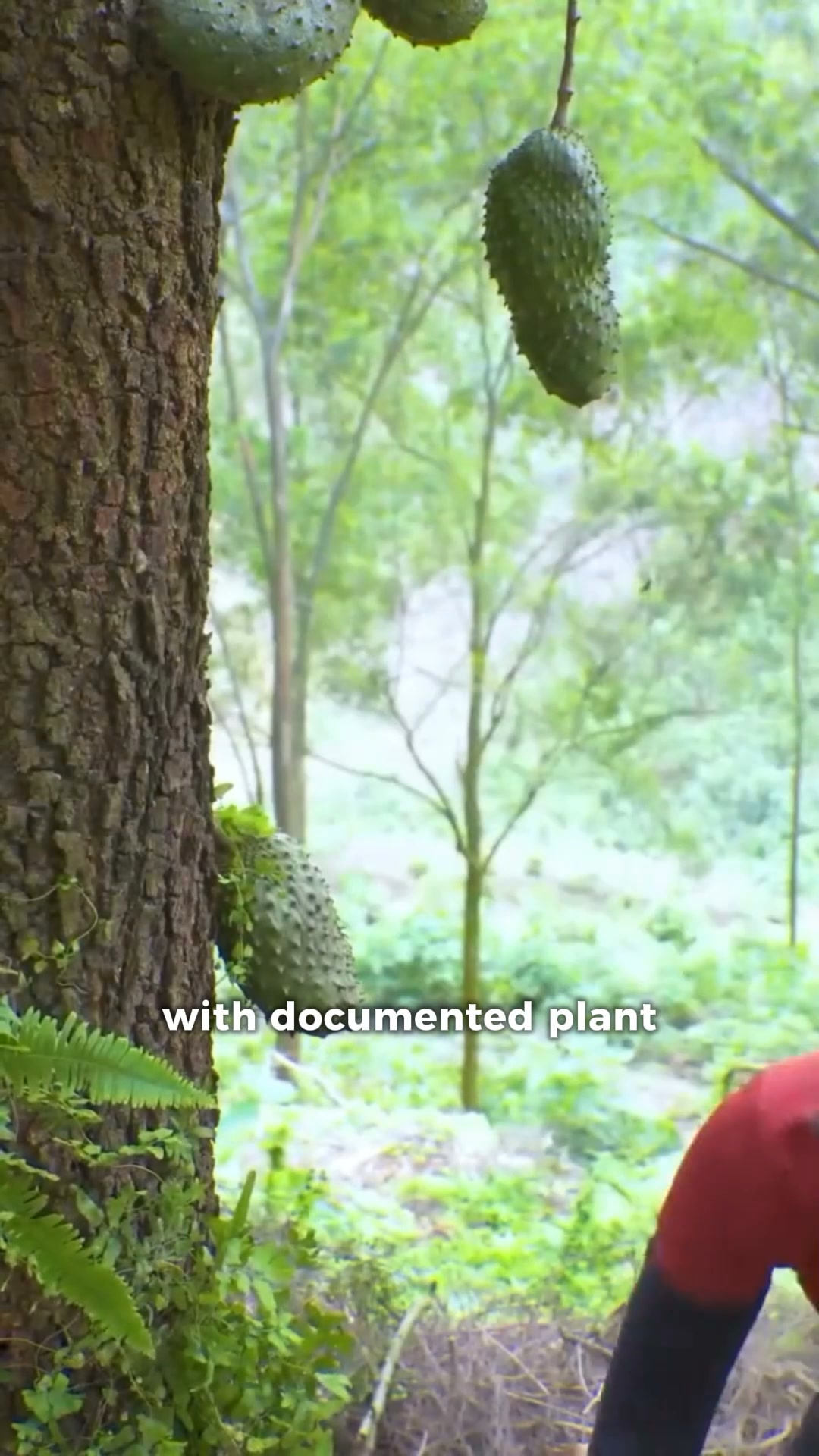 Explore the Power of Soursop Today!
