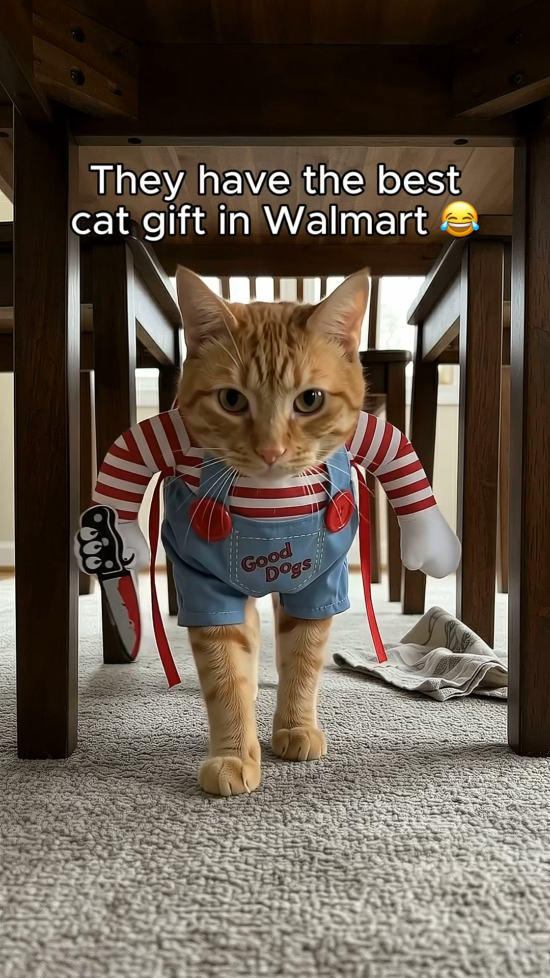Your Cat Needs This